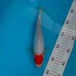 Tancho kohaku doit 25cm