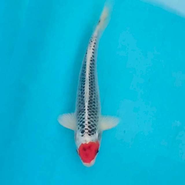 Tancho goshiki 21cm