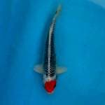 Tancho goshiki 21cm