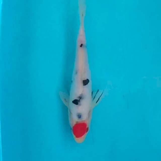 Tancho sanke doit 21cm