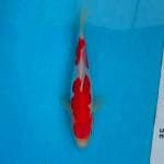 Original kohaku doit 20cm