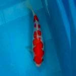 Original kohaku doit 23cm