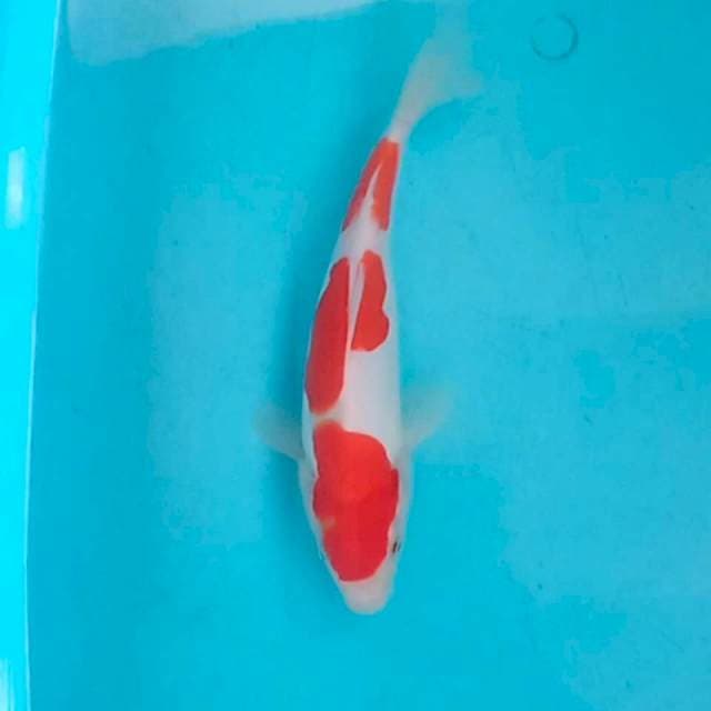 Original kohaku doit 22cm