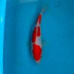 Original kohaku doit 22cm