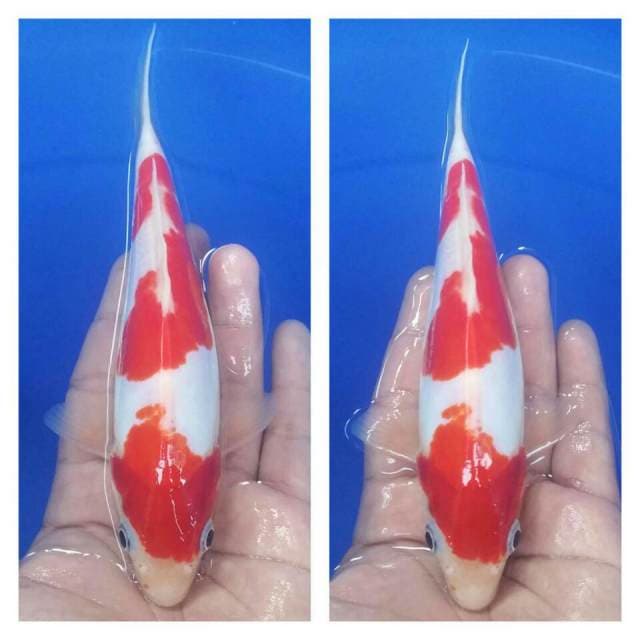 Kohaku doit murni