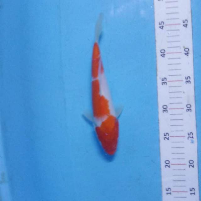 Kohaku 25cm