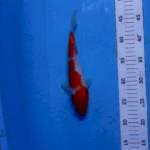 Kohaku 25cm