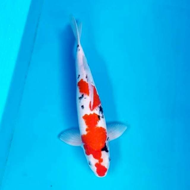 SANKE 40 CM