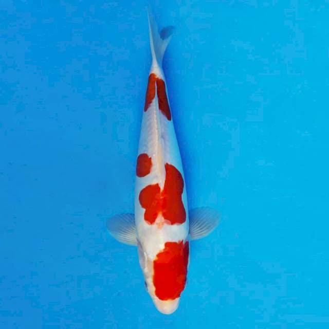 HANA 3 - Kohaku Doitsu ®