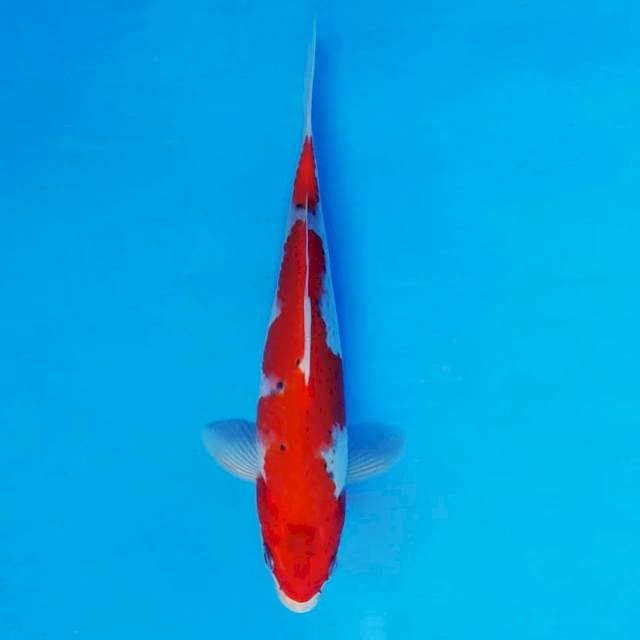 HANA 5 - Goshiki ®