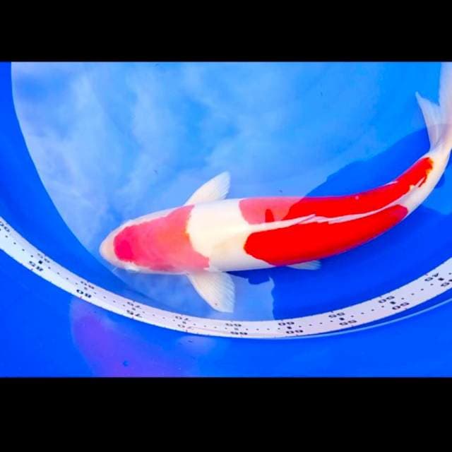 Kohaku jantan HQ 47 cm (doitsu)