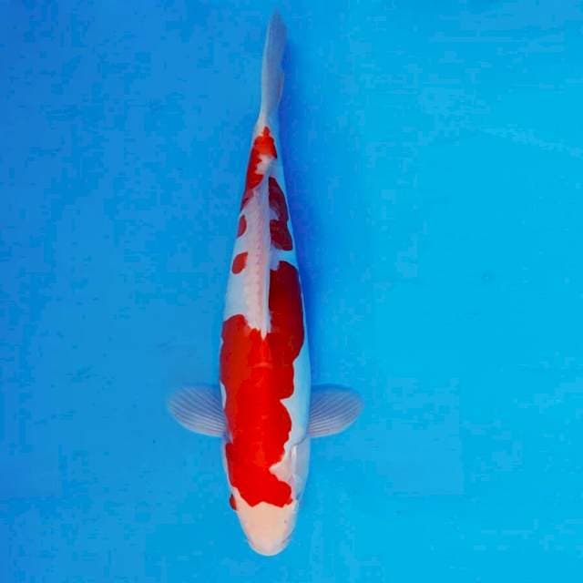 HANA 12 - Kohaku Doitsu ®