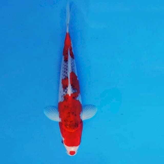 HANA 14 - Goshiki Kucibeni ®