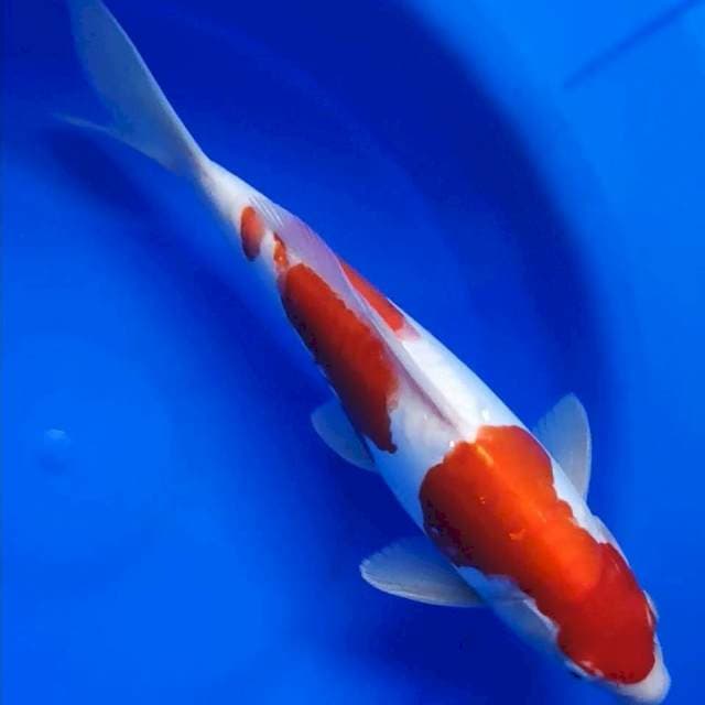 KOHAKU DOITSU 32CM..🌶🌶🌶