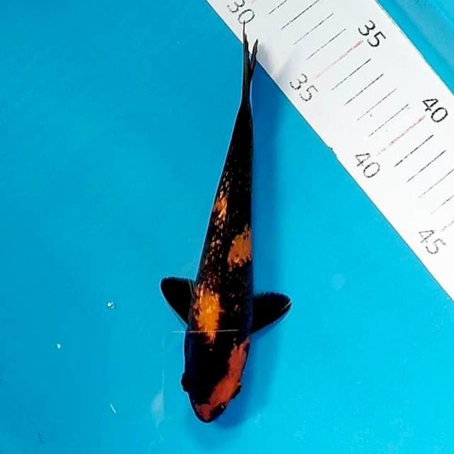 #3 hi utsuri 19cm