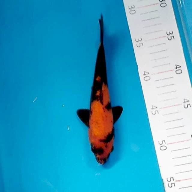 #4 hi utsuri 20cm