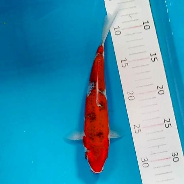 #6 Goshiki 22cm