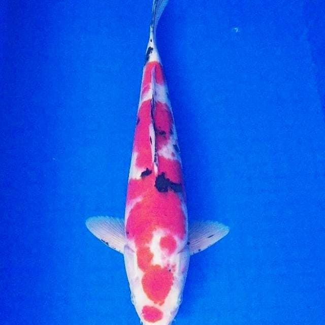 Sanke male 41cm