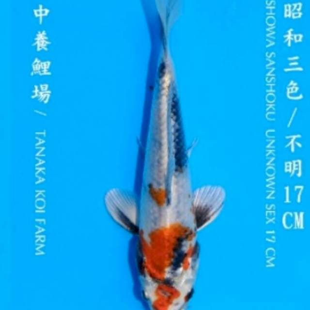 Kin showa tanaka