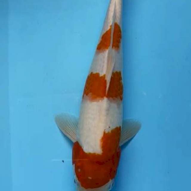Kohaku