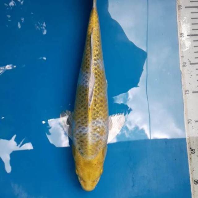 Male Hariwake 36cm