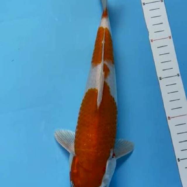 Kohaku