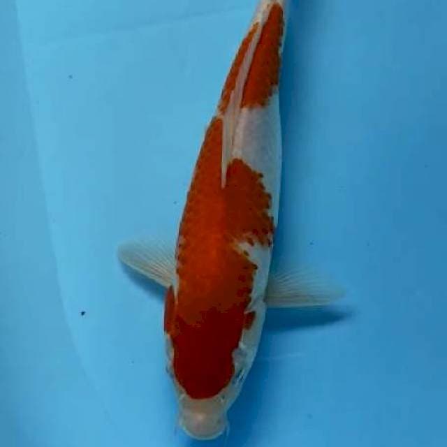 Kohaku