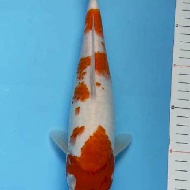 Kohaku