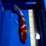 kohaku sanke 34cm