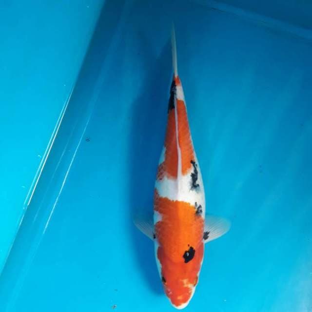 Showa Female 32cm