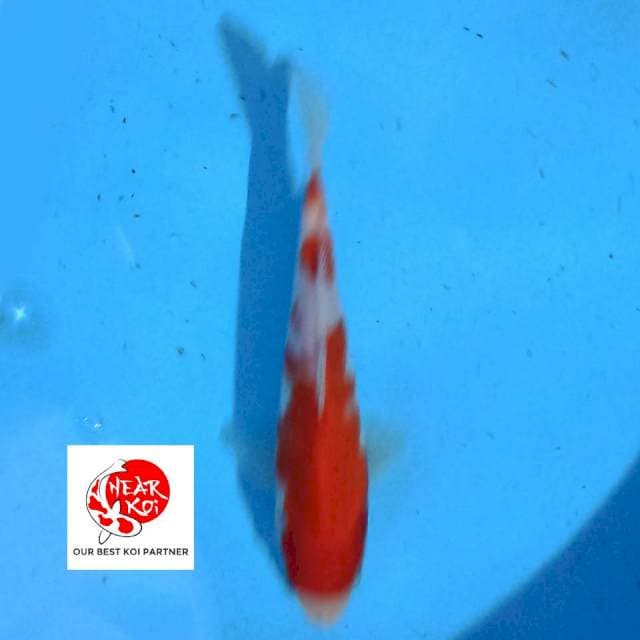 Kohaku 17 cm