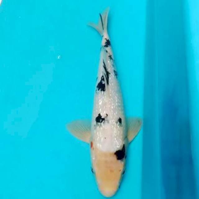 Shiro beko ginrin 27cm