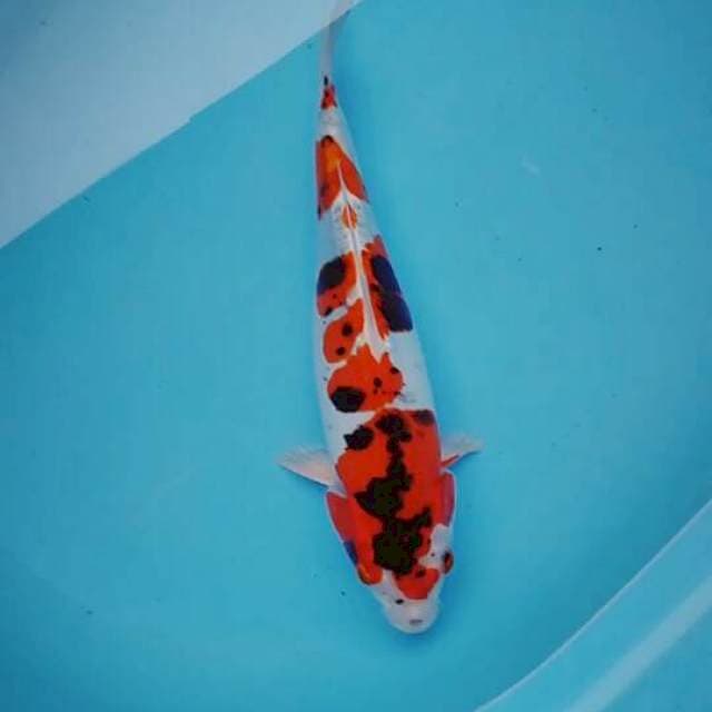 Kiko 30cm