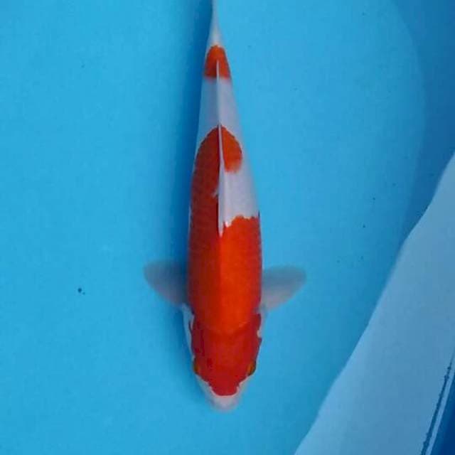 Kohaku 37cm