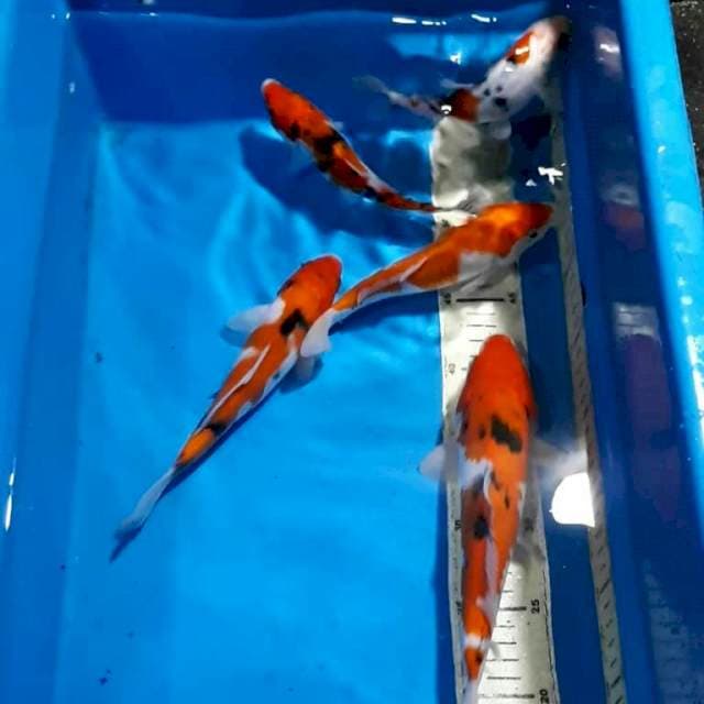 kohaku sanke 17-25cm