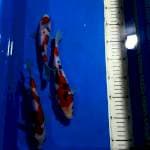 sanke 19 -23cm