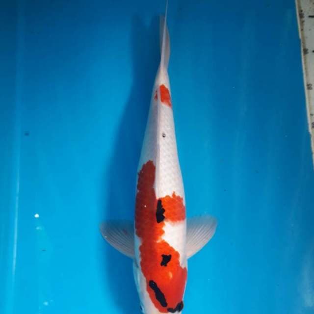 Tategoi showa Male 39cm