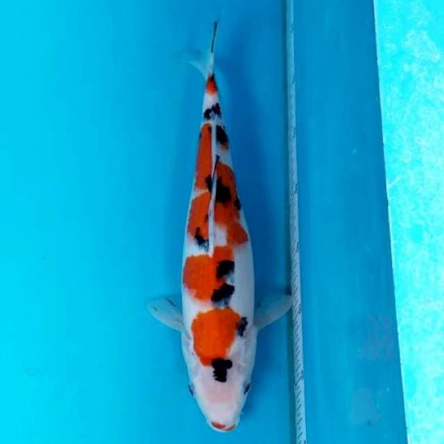 SANKE 37 CM