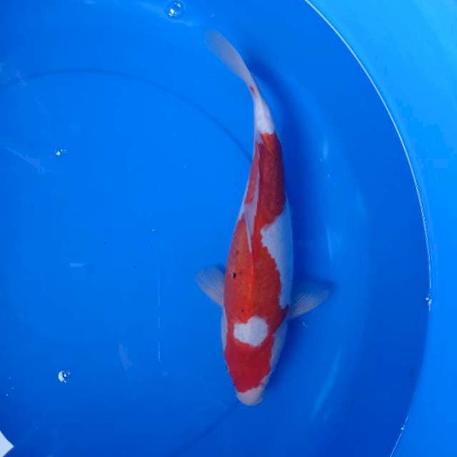 Kohaku