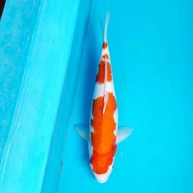 KOHAKU 38 CM