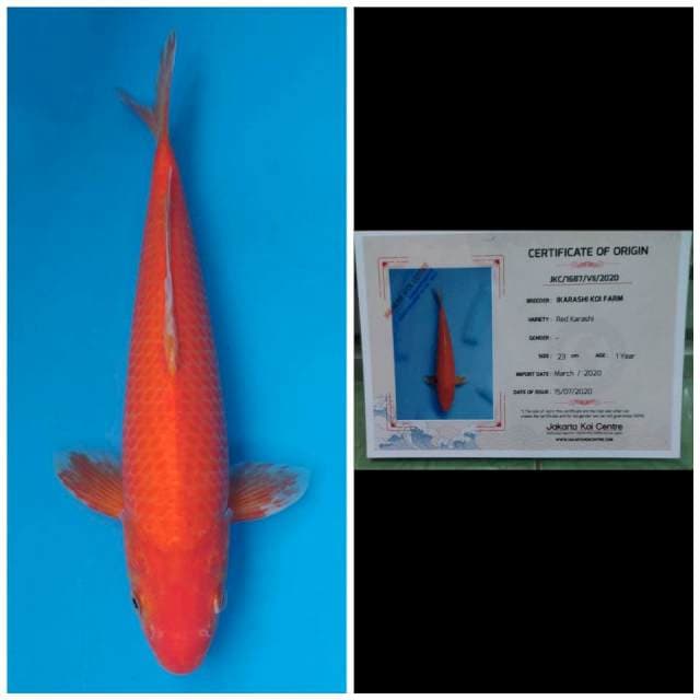 Ikarashi Red Karashi