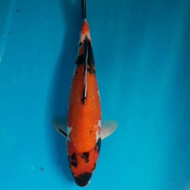 Showa female 32cm