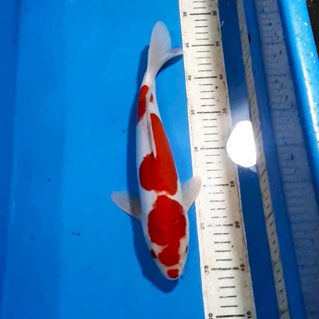 DOITSU KOHAKU 33 CM