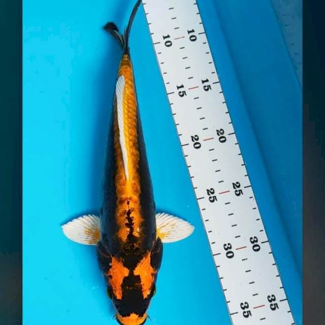 Kabuto 28cm male