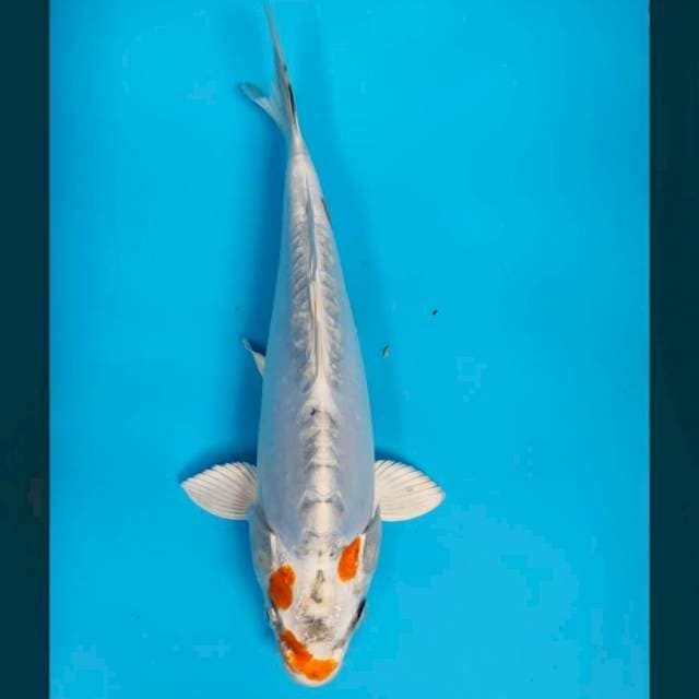 White kiko 28cm
