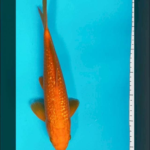 Red karashi 30cm male