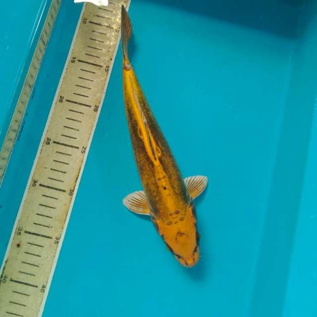 Kikokuryu, 28 cm