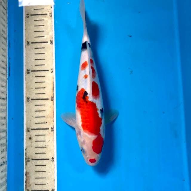 Sanke, male 26 cm