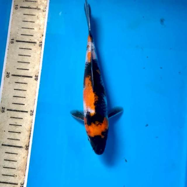 Showa, 20 cm