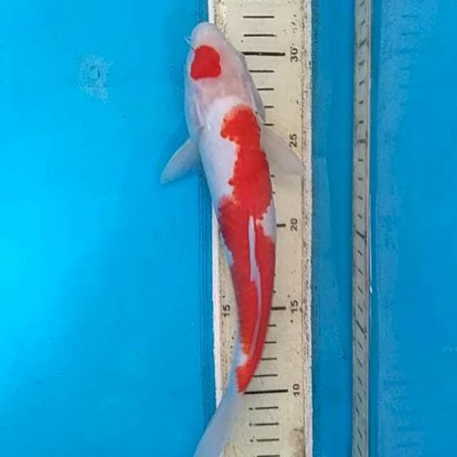 Malem kuhaku 26 cm